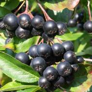 Саженец Арония черноплодная Викинг в контейнере